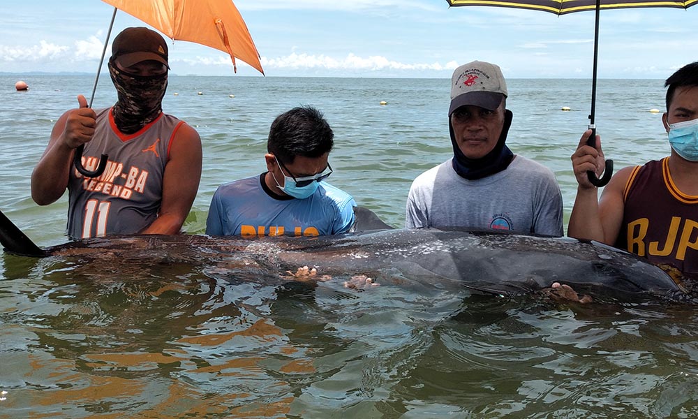 WOUNDED DOLPHIN RESCUED