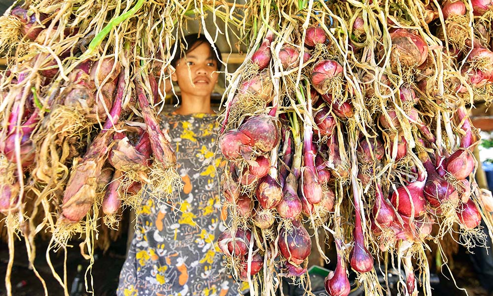 PLANT ONIONS AND GET RICH