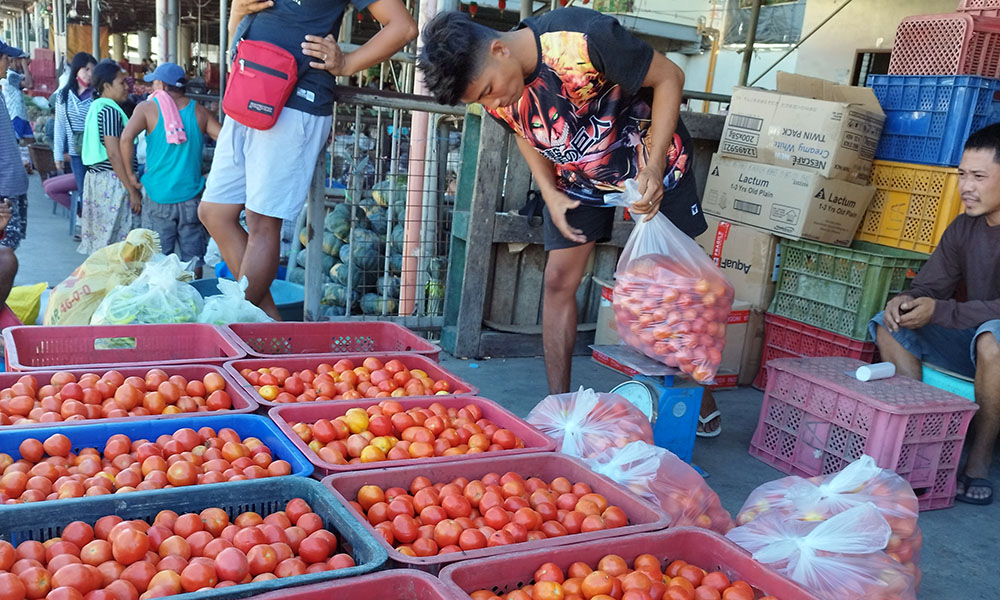 ABUNDANT SUPPLY OF TOMATOES