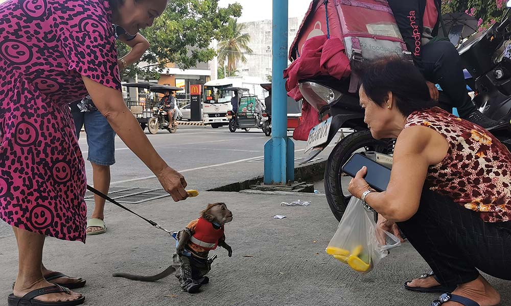 COWBOY MONKEY PET