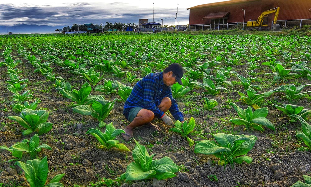 HARD WORK FOR GOOD HARVEST