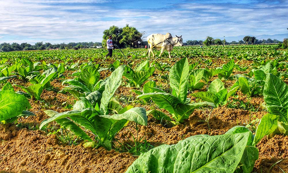 PREPARING FOR BOUNTIFUL HARVEST