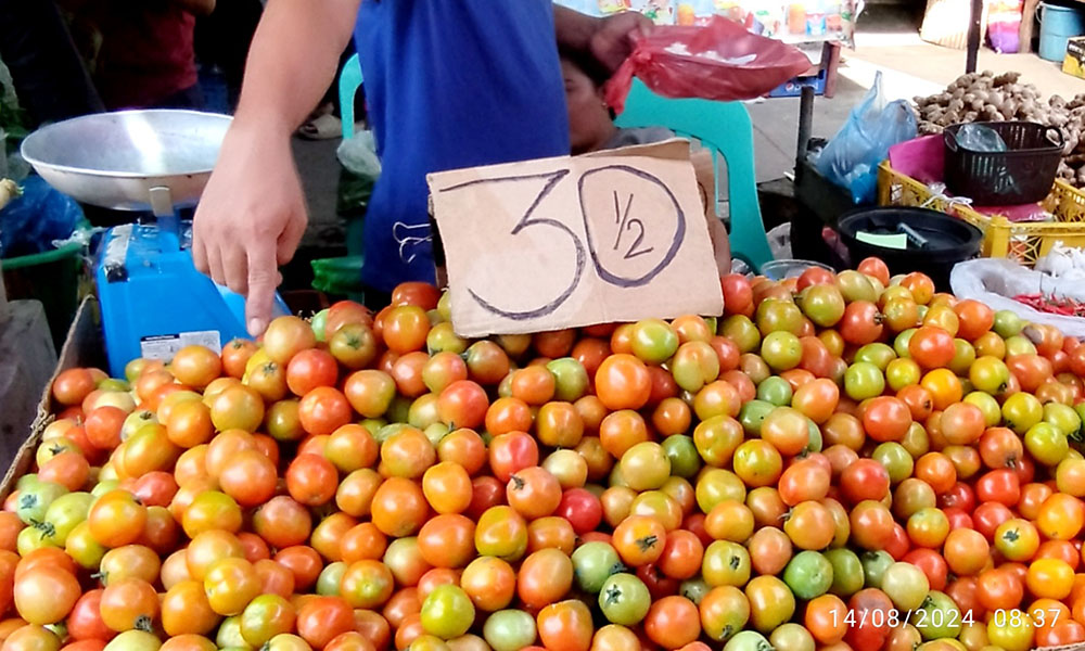 OVERSUPPLY OF TOMATOES READY TO BE DUMPED